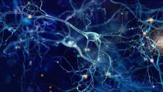 neurons in blue
